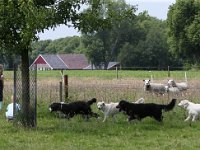 Puppys van Bliss040622-0027